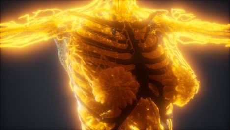 Farbenfrohe-Animation-Des-Menschlichen-Körpers,-Die-Knochen-Und-Organe-Zeigt